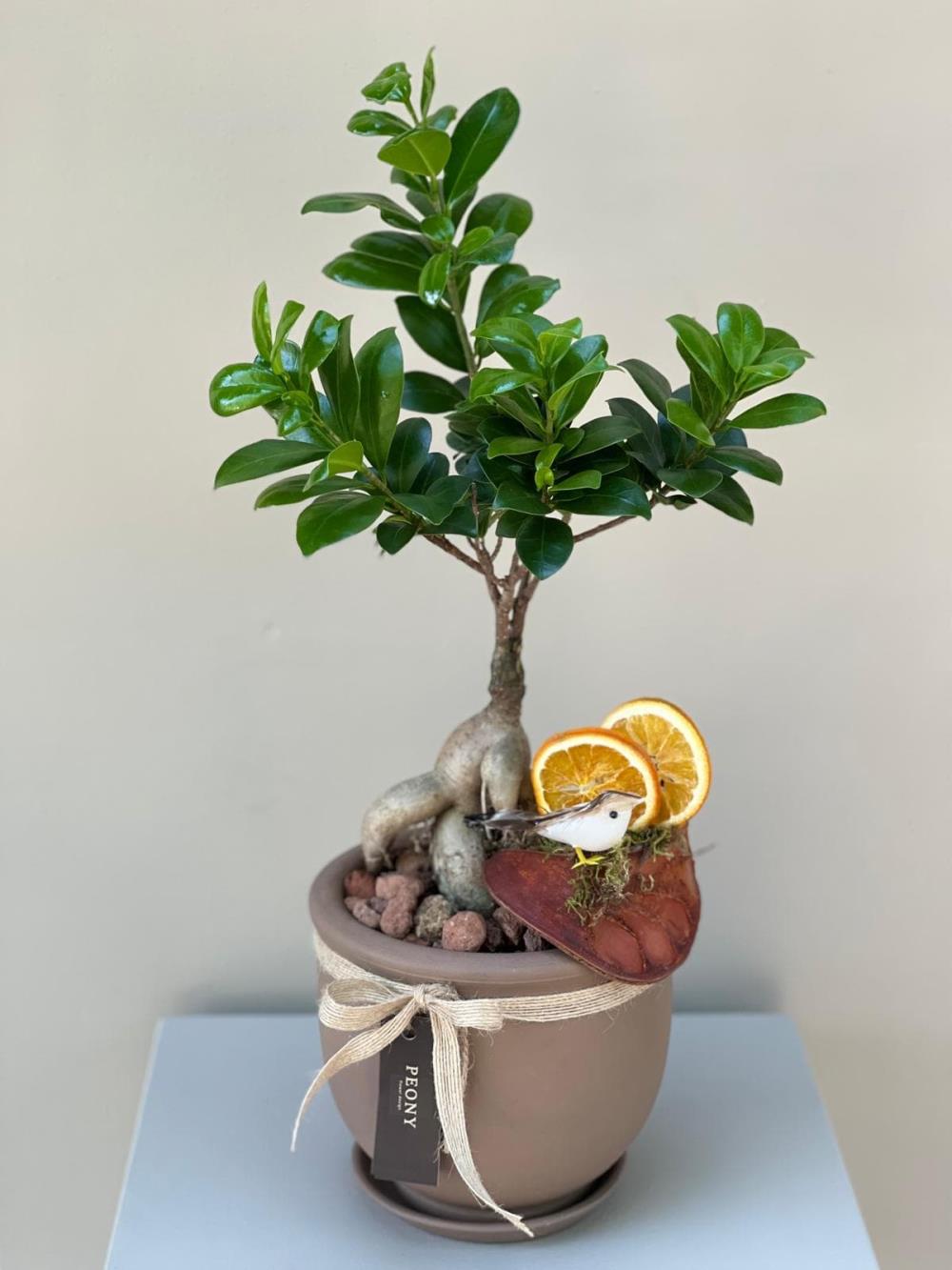 Bonsai Ağacı